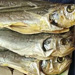 「鲅鱼」胶东“一卤鲜”海鱼腌制技法